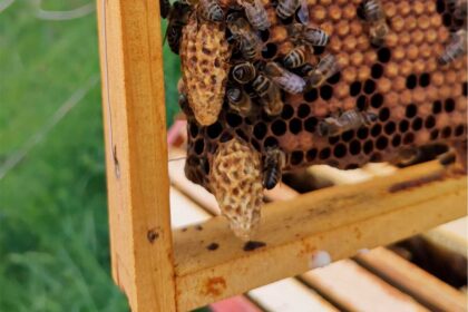 bienen