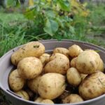 Geerntete Kartoffeln (Archiv)