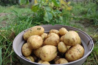 Geerntete Kartoffeln (Archiv)