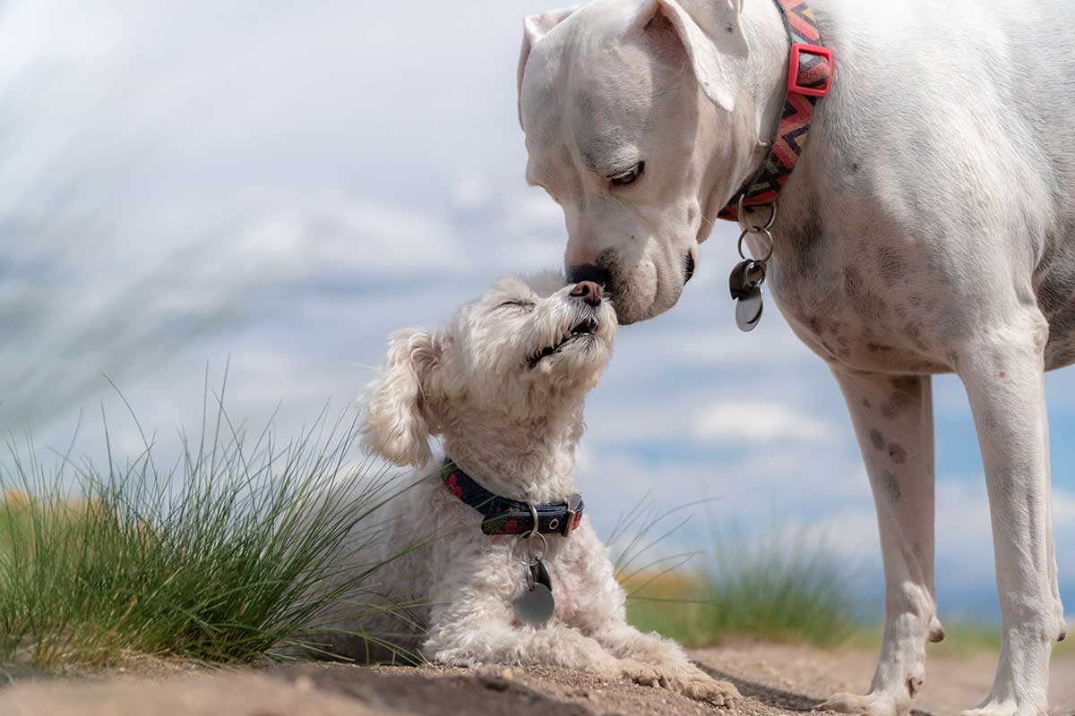 fithound